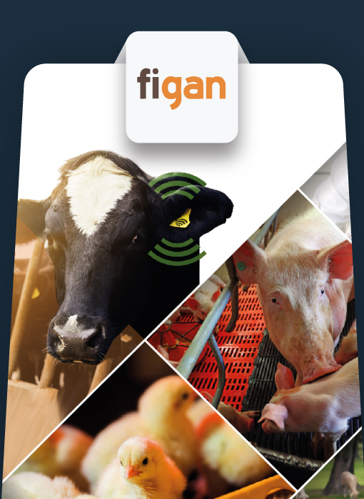 نمایشگاه صنعت دامداری زاراگوزا، Figan Exhibition